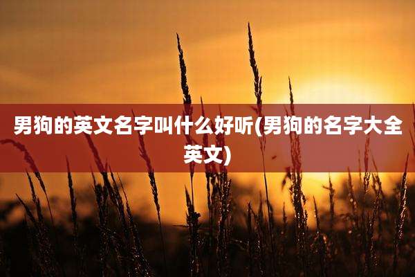 男狗的英文名字叫什么好听(男狗的名字大全英文)