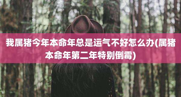 我属猪今年本命年总是运气不好怎么办(属猪本命年第二年特别倒霉)