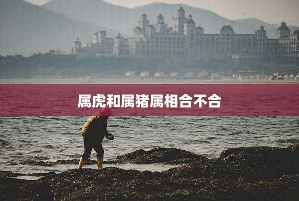 属虎和属猪属相合不合