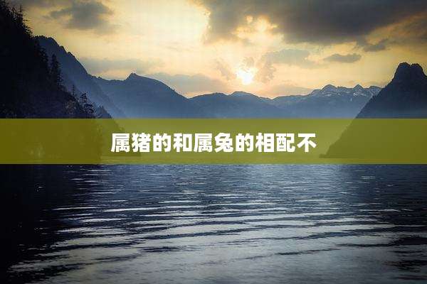 属猪的和属兔的相配不