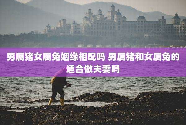 男属猪女属兔姻缘相配吗 男属猪和女属兔的适合做夫妻吗