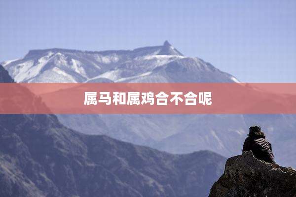 属马和属鸡合不合呢