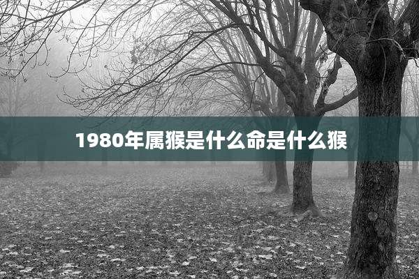 1980年属猴是什么命是什么猴