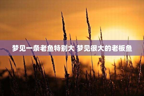 梦见一条老鱼特别大 梦见很大的老板鱼