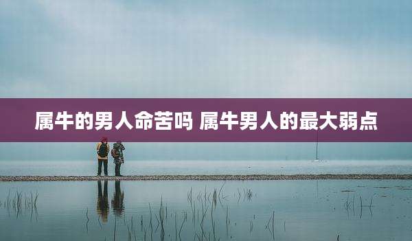 属牛的男人命苦吗 属牛男人的最大弱点
