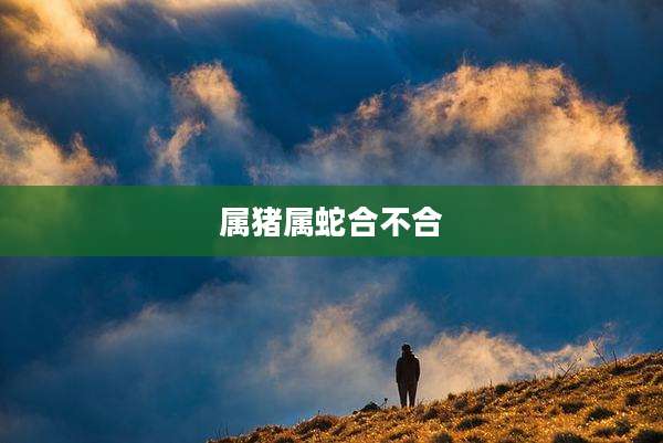 属猪属蛇合不合