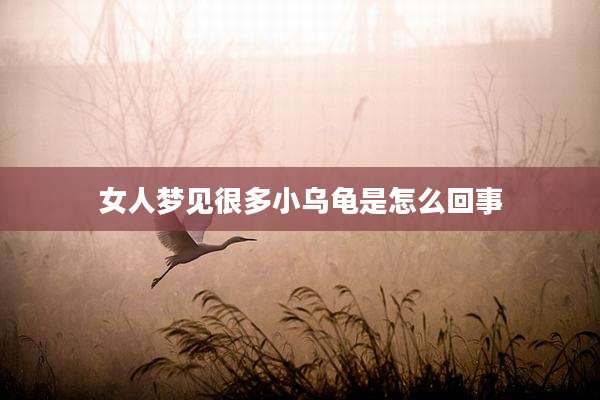 女人梦见很多小乌龟是怎么回事