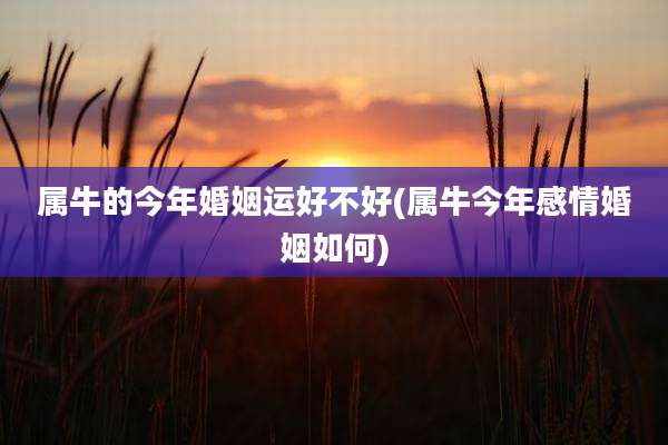 属牛的今年婚姻运好不好(属牛今年感情婚姻如何)
