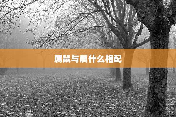 属鼠与属什么相配