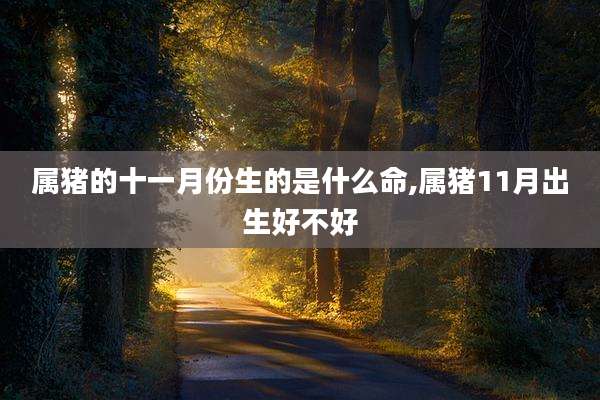 属猪的十一月份生的是什么命,属猪11月出生好不好