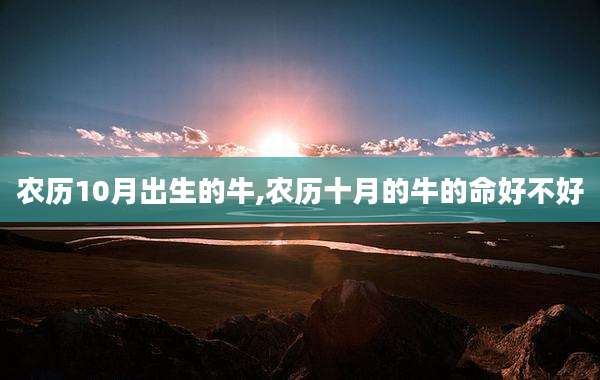 农历10月出生的牛,农历十月的牛的命好不好