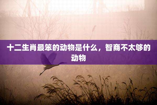 十二生肖最笨的动物是什么，智商不太够的动物