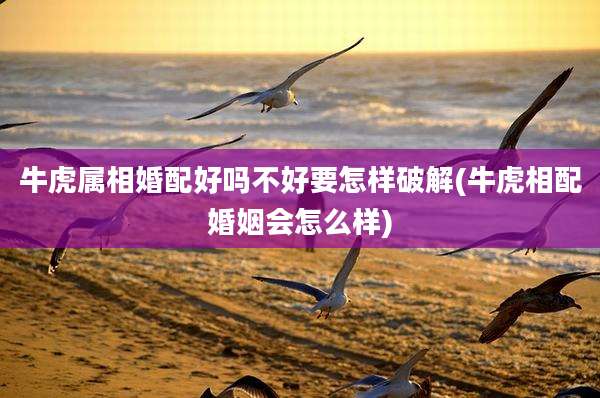 牛虎属相婚配好吗不好要怎样破解(牛虎相配婚姻会怎么样)