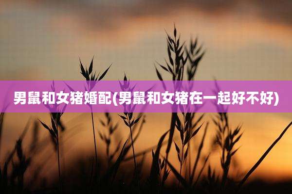 男鼠和女猪婚配(男鼠和女猪在一起好不好)