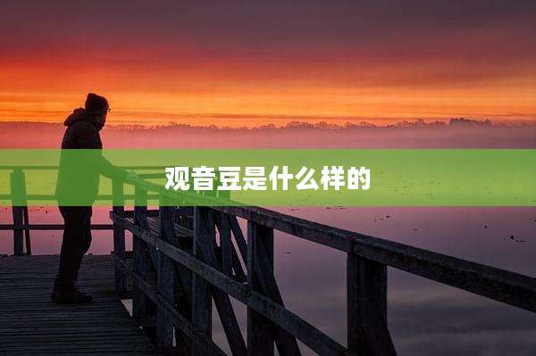观音豆是什么样的
