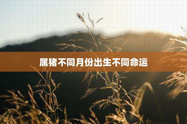 属猪不同月份出生不同命运