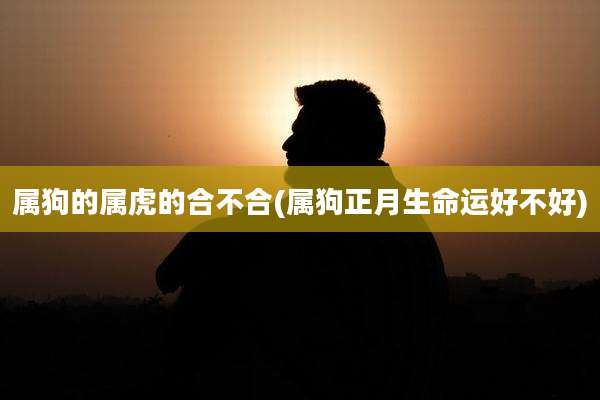 属狗的属虎的合不合(属狗正月生命运好不好)