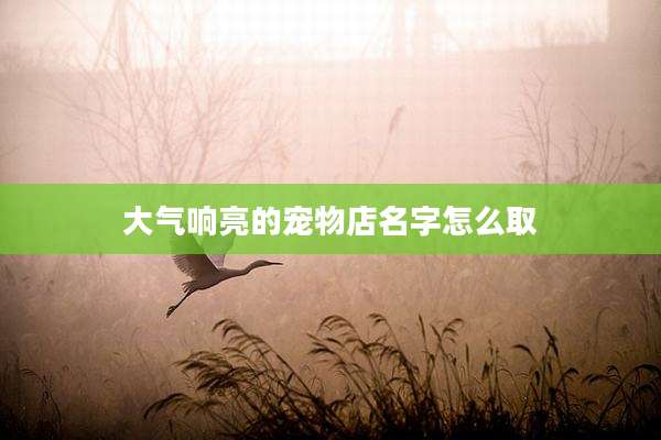 大气响亮的宠物店名字怎么取