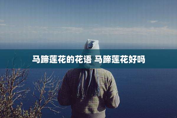 马蹄莲花的花语 马蹄莲花好吗