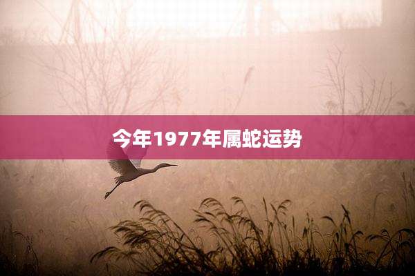 今年1977年属蛇运势