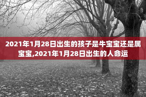 2021年1月28日出生的孩子是牛宝宝还是属宝宝,2021年1月28日出生的人命运
