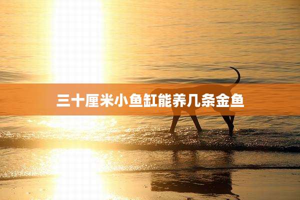 三十厘米小鱼缸能养几条金鱼