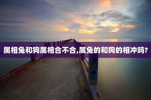 属相兔和狗属相合不合,属兔的和狗的相冲吗?