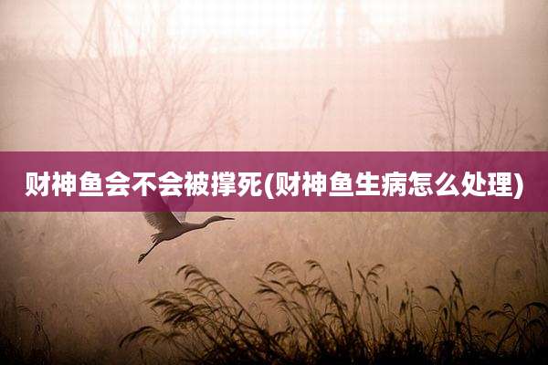 财神鱼会不会被撑死(财神鱼生病怎么处理)