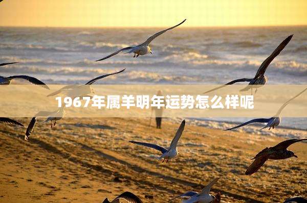 1967年属羊明年运势怎么样呢