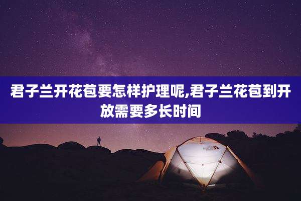 君子兰开花苞要怎样护理呢,君子兰花苞到开放需要多长时间