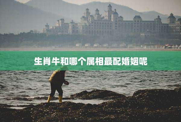 生肖牛和哪个属相最配婚姻呢