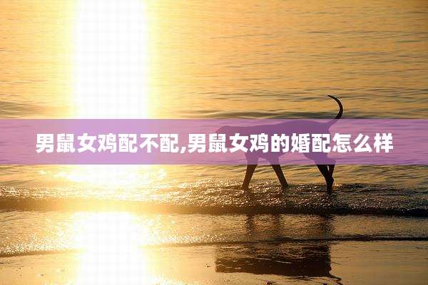 男鼠女鸡配不配,男鼠女鸡的婚配怎么样