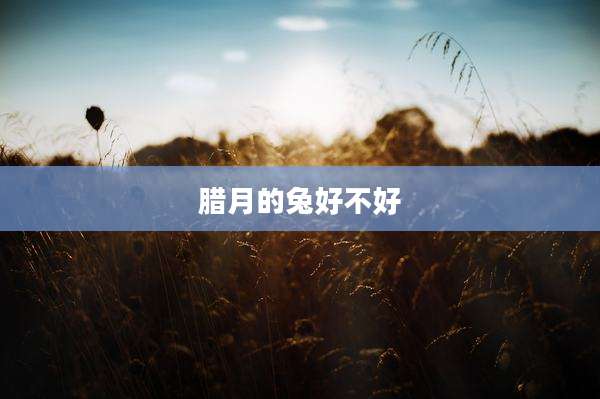 腊月的兔好不好