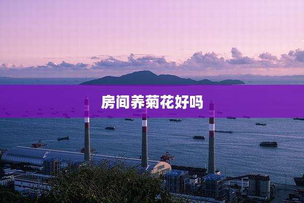 房间养菊花好吗