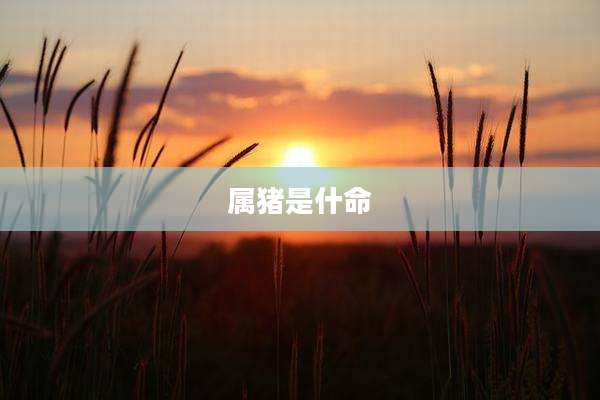 属猪是什命