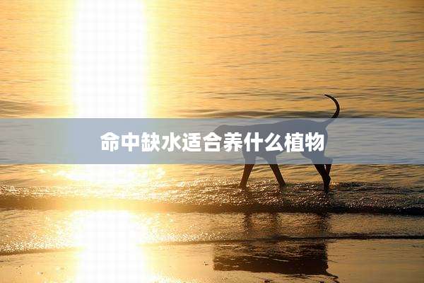命中缺水适合养什么植物
