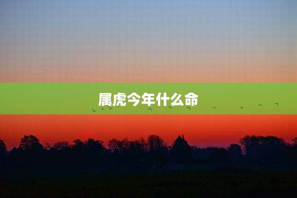属虎今年什么命