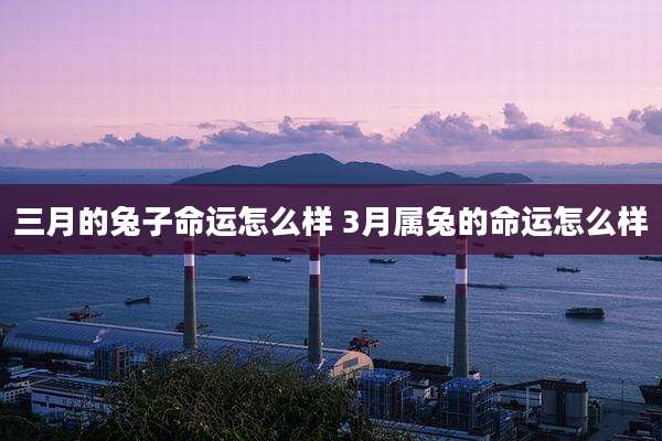 三月的兔子命运怎么样 3月属兔的命运怎么样