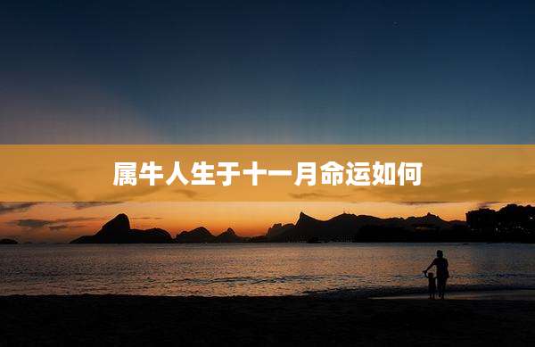 属牛人生于十一月命运如何