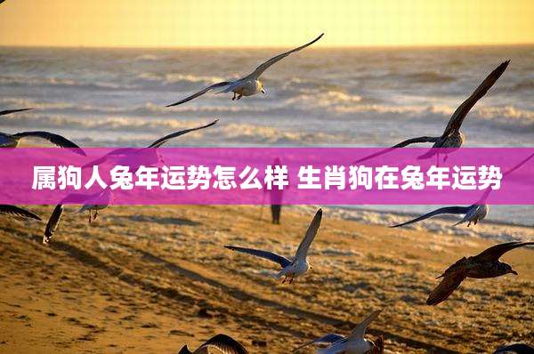 属狗人兔年运势怎么样 生肖狗在兔年运势
