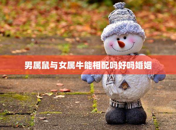 男属鼠与女属牛能相配吗好吗婚姻