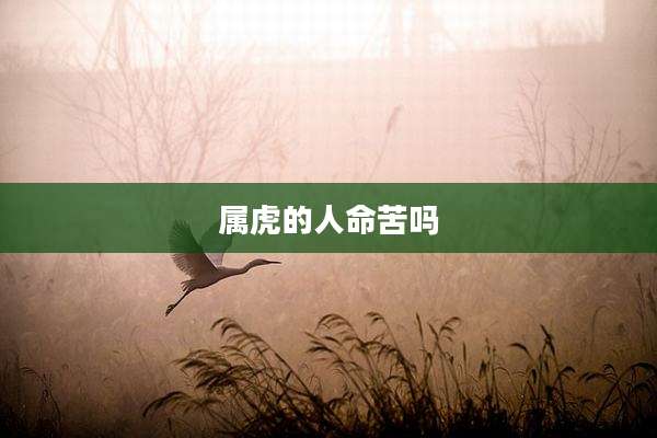 属虎的人命苦吗