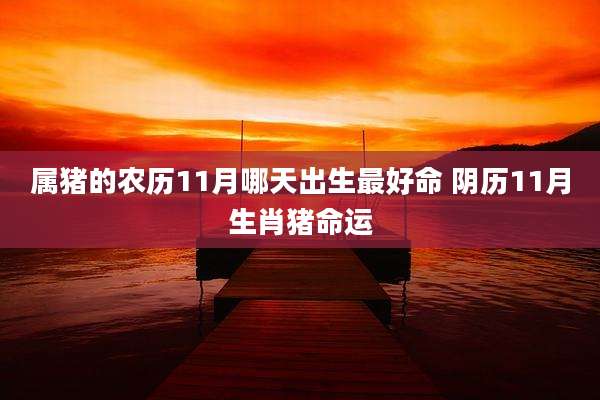 属猪的农历11月哪天出生最好命 阴历11月生肖猪命运