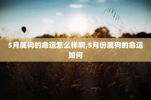 5月属狗的命运怎么样啊,5月份属狗的命运如何