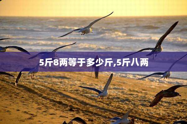 5斤8两等于多少斤,5斤八两