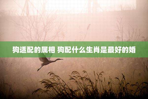 狗适配的属相 狗配什么生肖是最好的婚