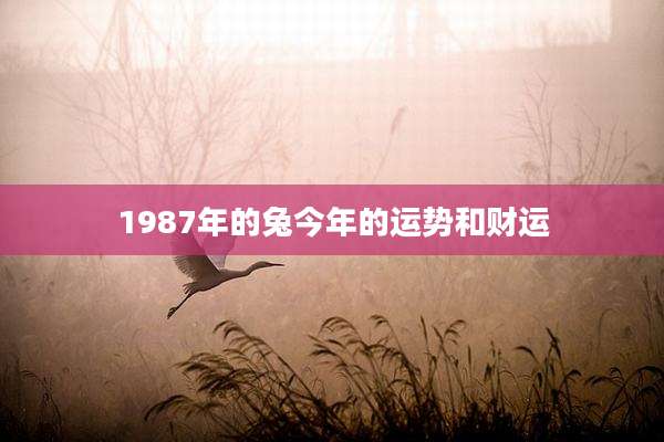 1987年的兔今年的运势和财运