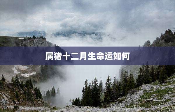 属猪十二月生命运如何