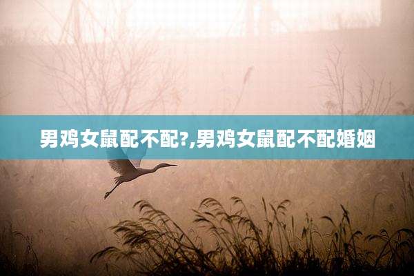 男鸡女鼠配不配?,男鸡女鼠配不配婚姻