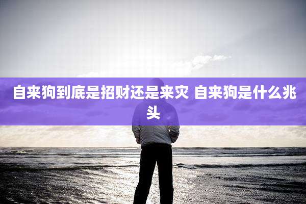 自来狗到底是招财还是来灾 自来狗是什么兆头